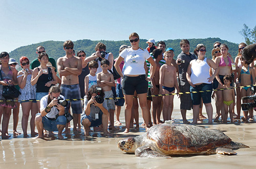 Macho de cabeçuda volta ao mar em Floripa levando transmissor de satélite